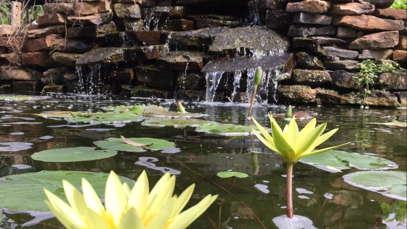 Just listed – Specialty Gardening Business for Sale in San Antonio, TX